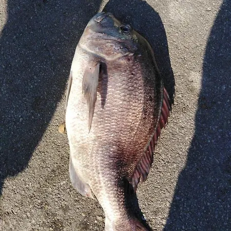 House Hela - & Tavern Bain, Free Transport, Pool, Island Of Zut - Kornati Ferienhaus