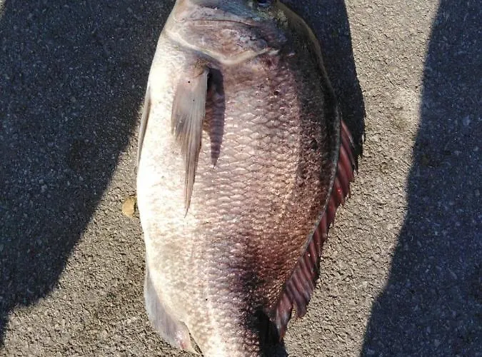 House Hela - & Tavern Bain, Free Transport, Pool, Island Of Zut - Kornati 펜션